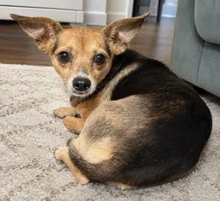 A young small-sized female Black Chihuahua dog named Laica for adoption in Tifton, GA