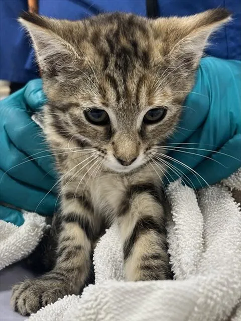 A baby small-sized female Domestic Short Hair cat named Sarai for adoption in Upper Marlboro, MD