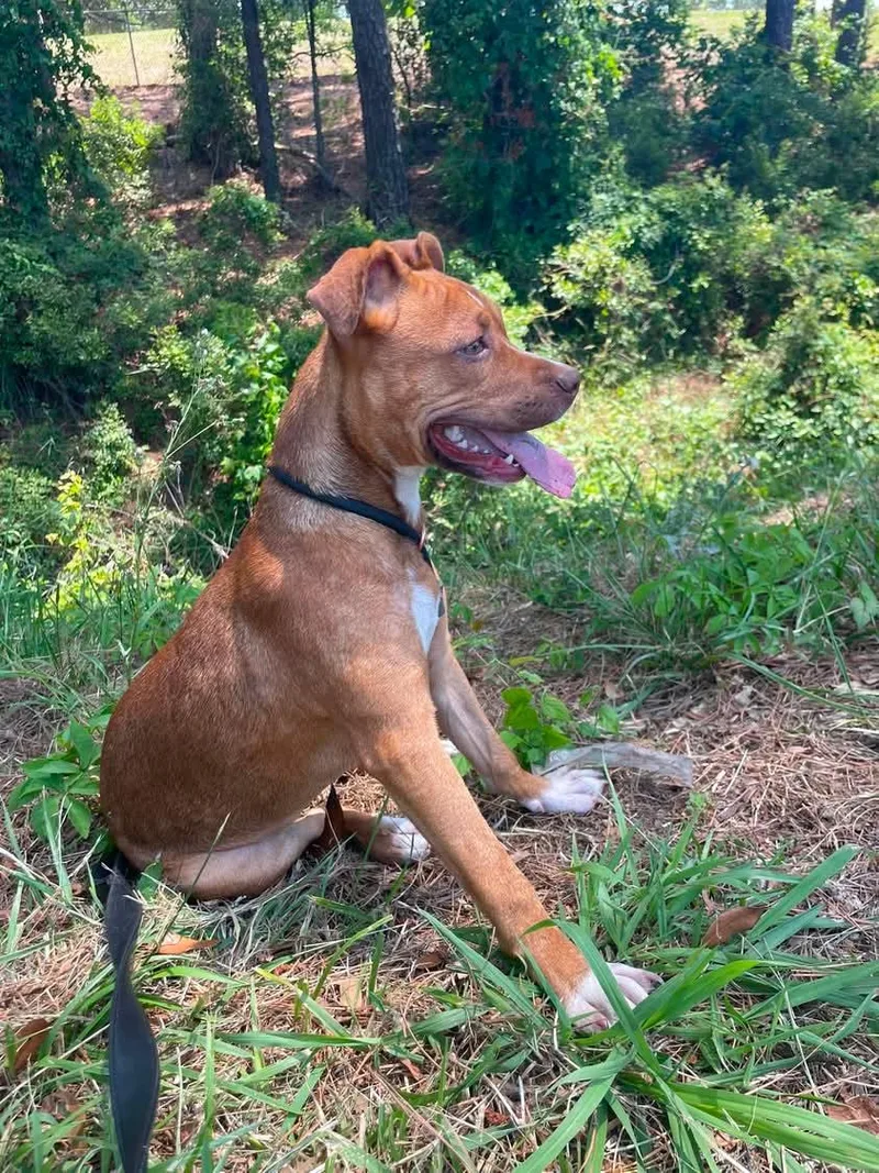 A young medium-sized female Mixed Breed dog named Coral for adoption in Myrtle Beach, SC