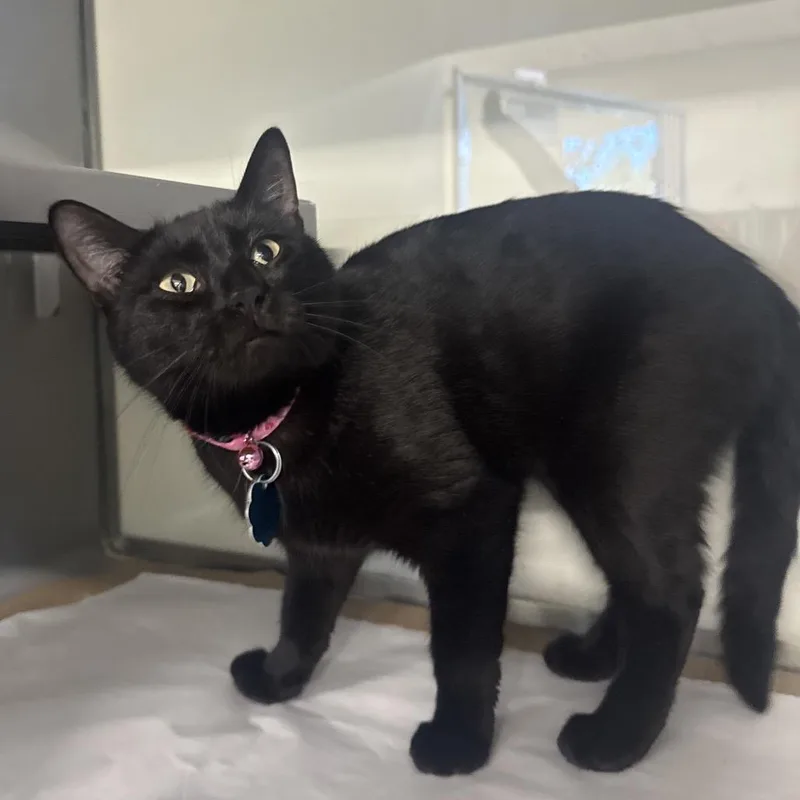 A young small-sized female Black Domestic Short Hair cat named G Sonya for adoption in Port Washington, NY