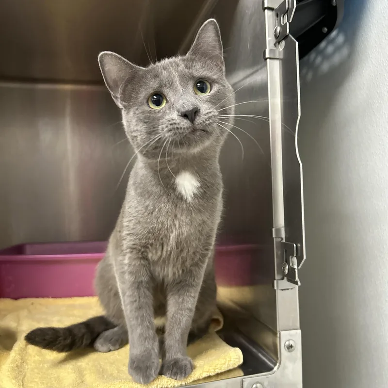 An adult medium-sized male Gray / Blue / Silver Domestic Short Hair cat named Kidney for adoption in La Grange Park, IL