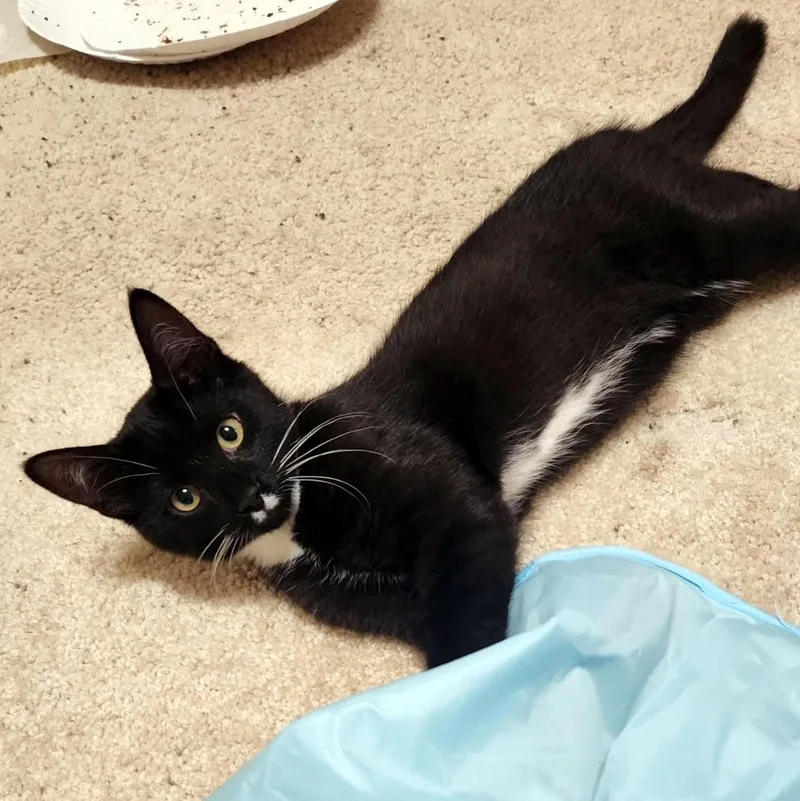 A baby small-sized male Black & White / Tuxedo Domestic Short Hair cat named Mr Skenes for adoption in Pittsburgh, PA