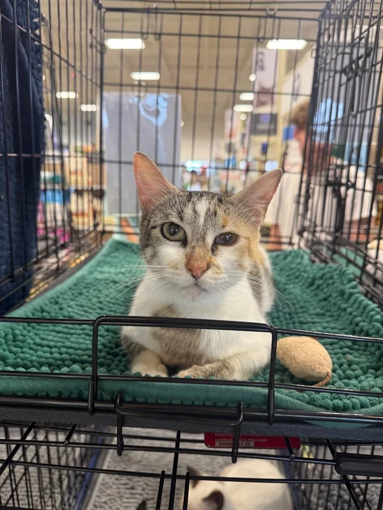 A baby large-sized female Domestic Short Hair cat named Jane for adoption in warrenville, SC
