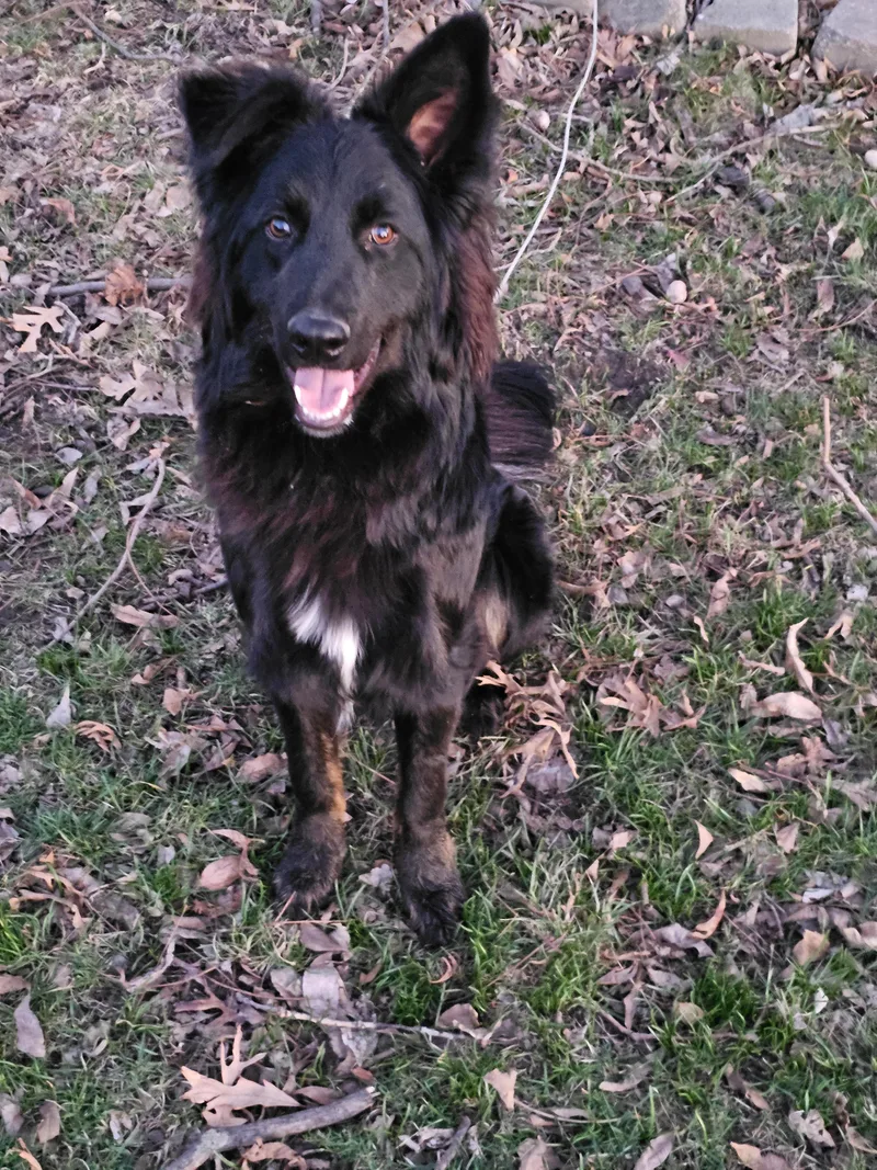 Vinnie Springfield thumbnail 2