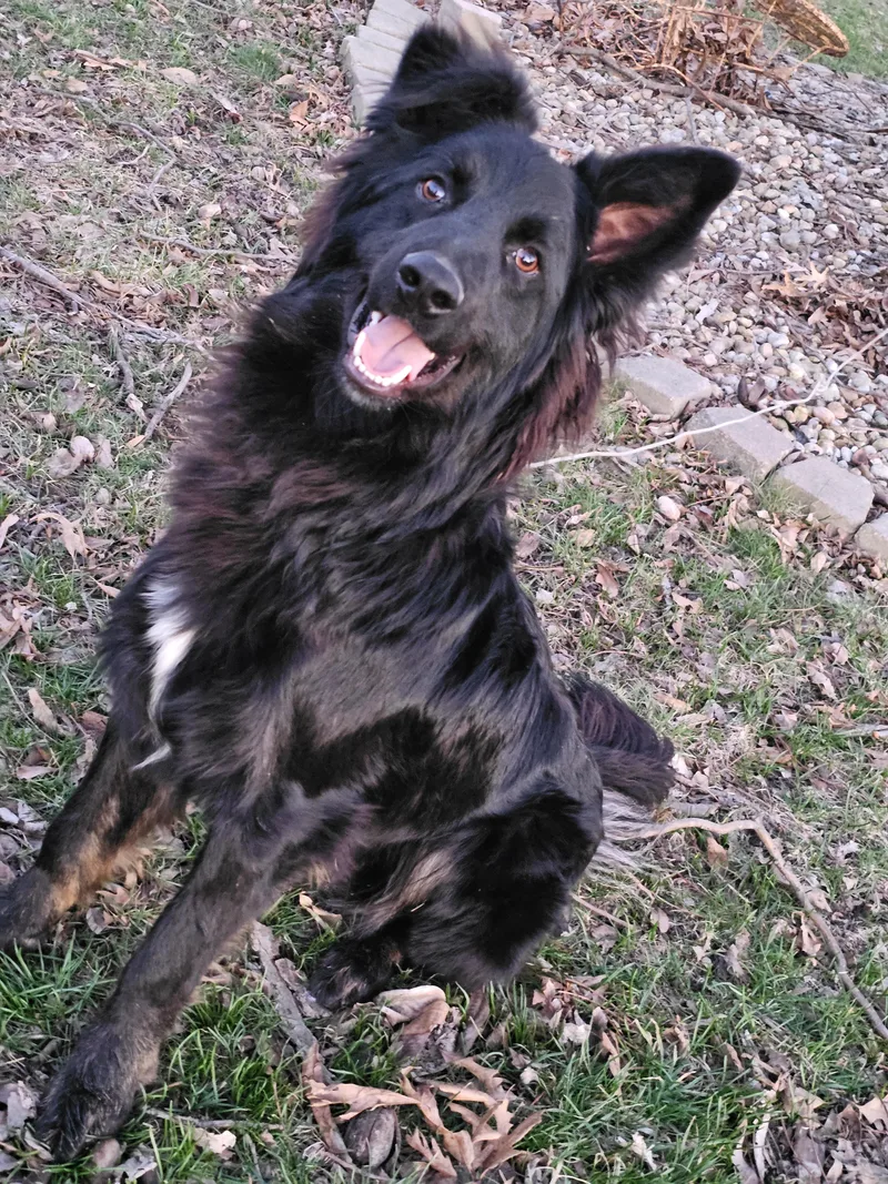 Vinnie Springfield thumbnail 6