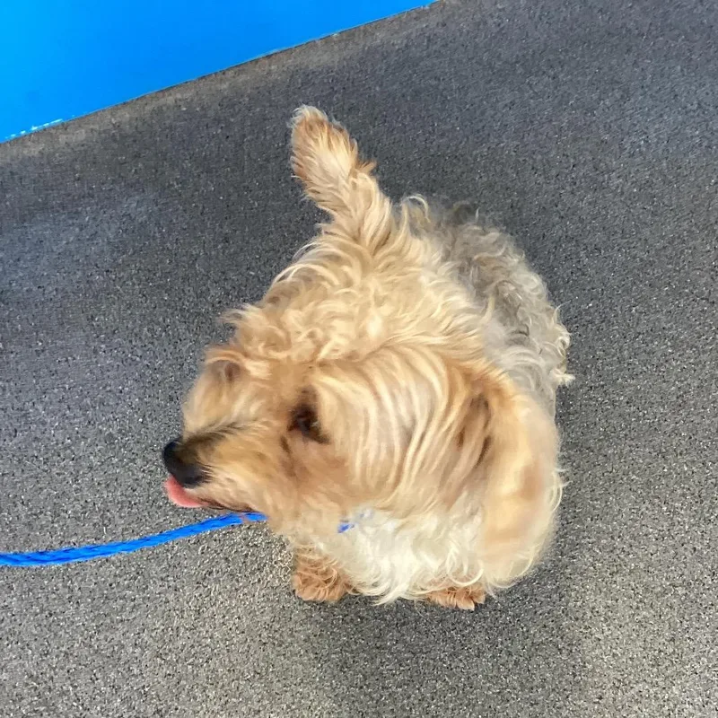 An adult small-sized male Gray / Blue / Silver Yorkshire Terrier dog named Papi for adoption in Montgomery, AL