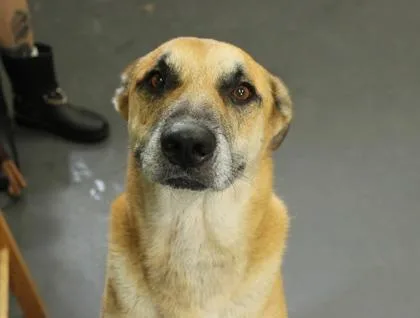 Rufus thumbnail 2