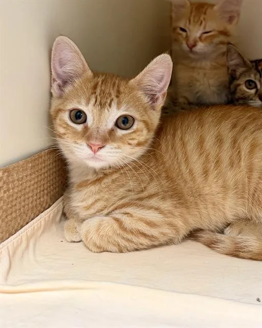 A baby medium-sized male Domestic Short Hair cat named Nugget for adoption in Brewster, MA