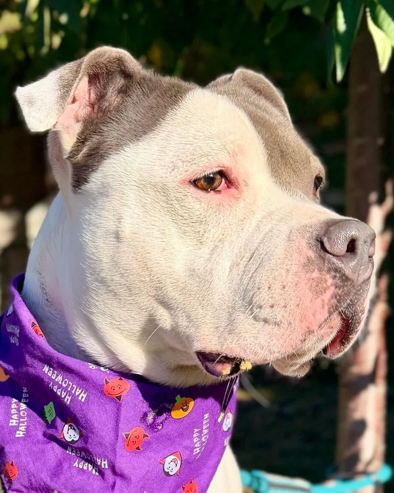 A young medium-sized female Pit Bull Terrier dog named Shadow for adoption in Buffalo, NY