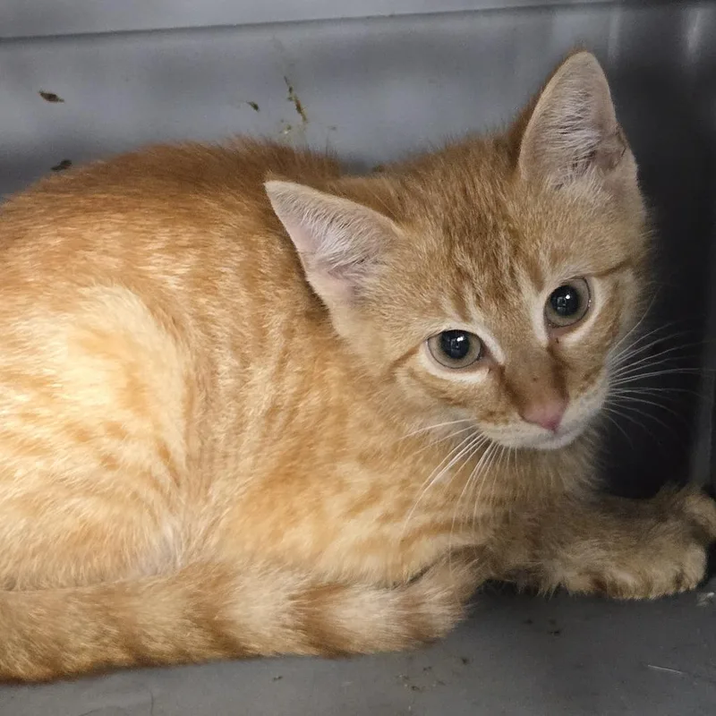 A baby small-sized female Orange / Red Domestic Short Hair cat named Kendra for adoption in Newark, NJ