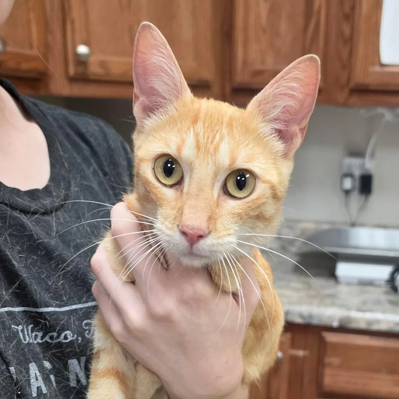 An adult medium-sized female Domestic Short Hair cat named Gemma  U for adoption in Tupelo, MS