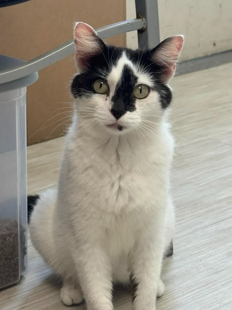 A young medium-sized female Domestic Short Hair cat named Alfredo for adoption in Marion, OH