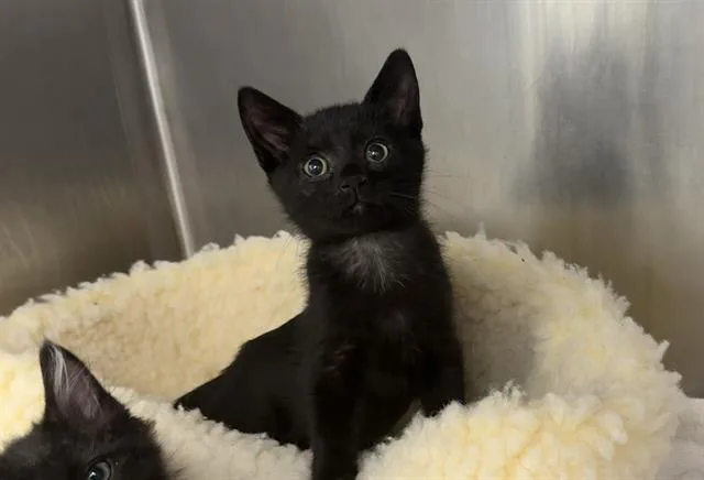 A baby small-sized male Domestic Short Hair cat named Scout for adoption in Palo Alto, CA