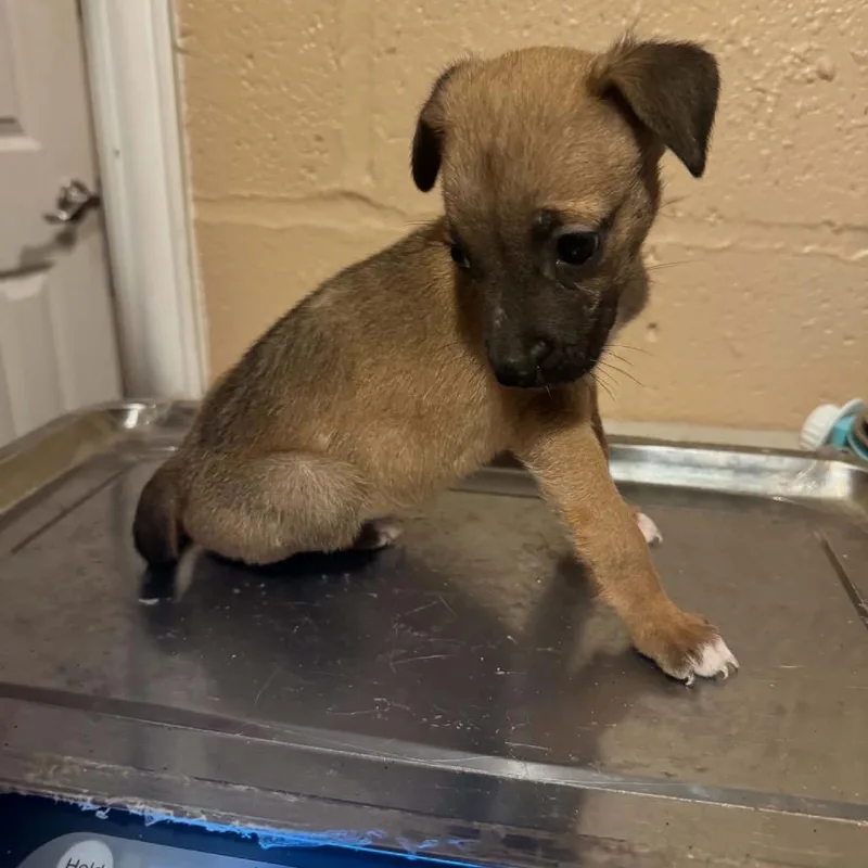 A baby small-sized female Brown / Chocolate Terrier dog named Camden Maine C for adoption in Allen, TX
