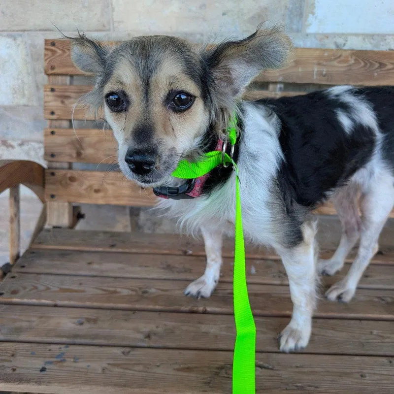 An adult small-sized female Spaniel dog named Maylee for adoption in Chico, CA