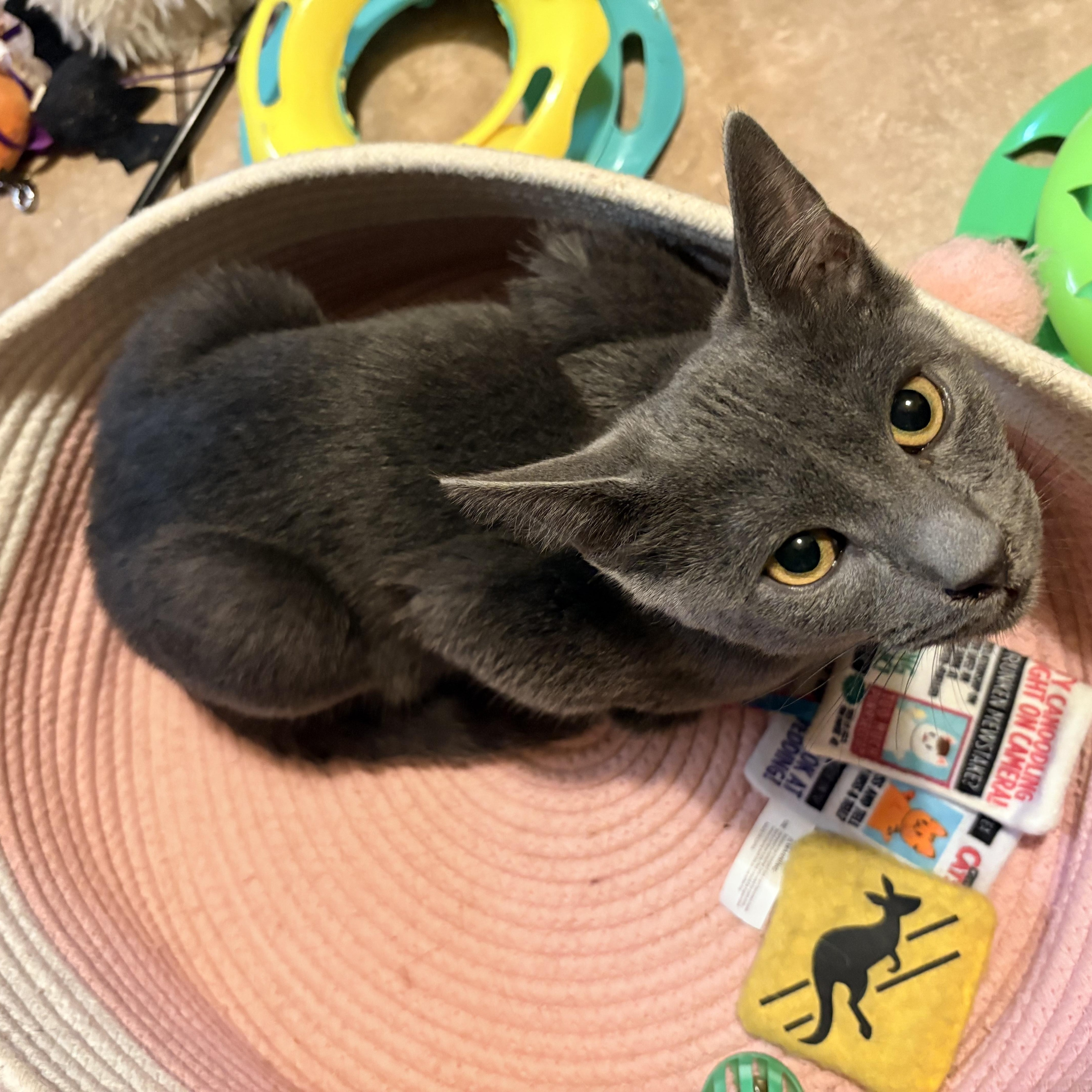 A young small-sized male Gray / Blue / Silver Domestic Short Hair cat named Poki for adoption in Hayward, CA