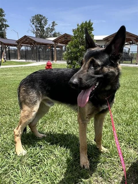 Rocko