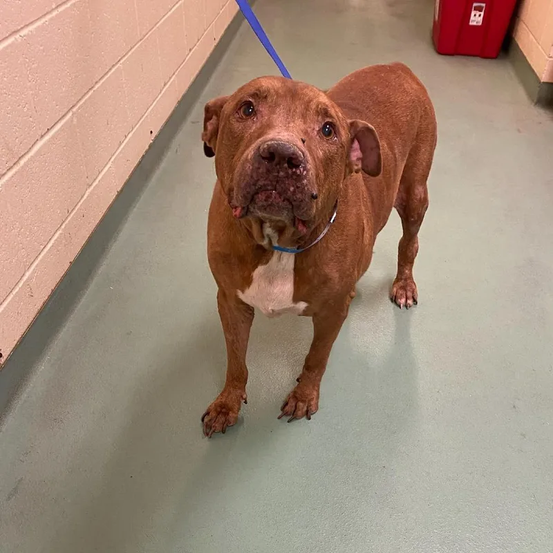 A senior extra large-sized male Brown / Chocolate Mixed Breed dog named Charley for adoption in Memphis, TN