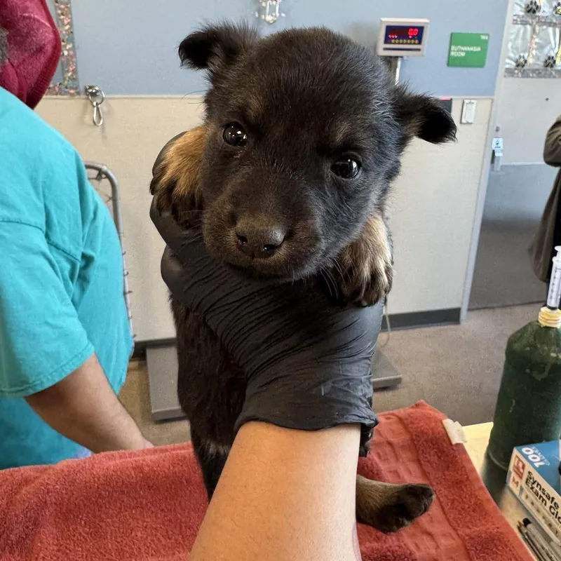 A baby medium-sized male Black Mixed Breed dog named Beans for adoption in Parker, CO