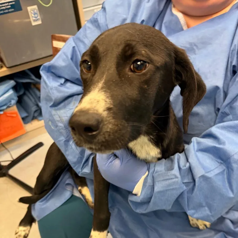 A young medium-sized female Black Australian Shepherd dog named Dana for adoption in Charlottesville, VA