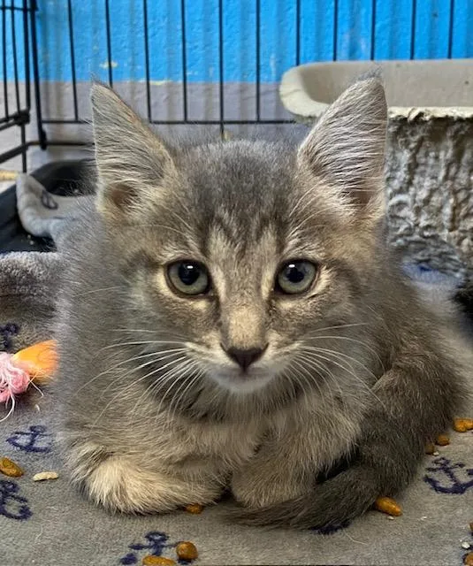 A baby medium-sized male Tabby (Gray / Blue / Silver) Domestic Short Hair cat named Dr. Pepper for adoption in Winchester, KY
