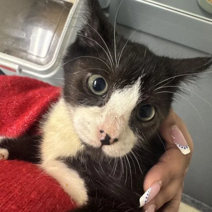 A baby medium-sized male Black & White / Tuxedo Domestic Short Hair cat named Nibs for adoption in Hilton Head Island, SC
