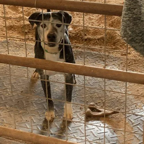 An adult medium-sized male Black Labrador Retriever dog named Gumbo for adoption in Glendale, AZ