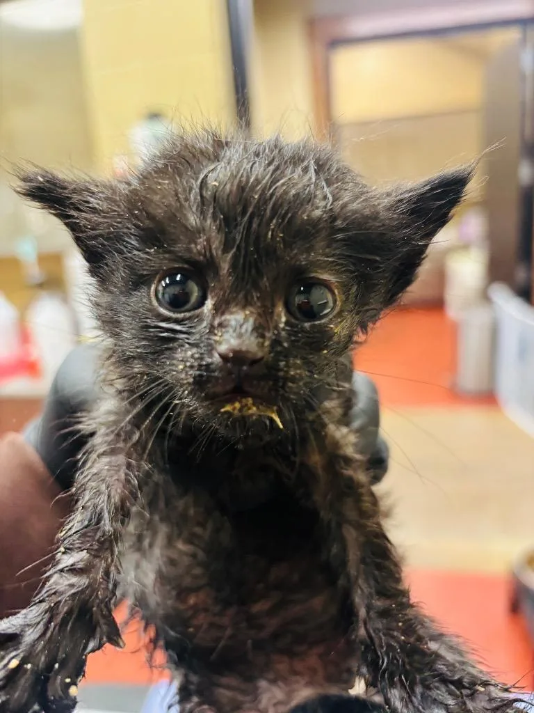 A baby small-sized male Domestic Short Hair cat named Dunky for adoption in Douglasville, GA