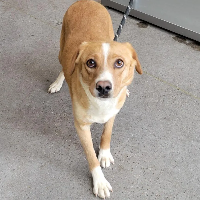 An adult medium-sized female Yellow / Tan / Blond / Fawn Mixed Breed dog named Ellie for adoption in Las Cruces, NM