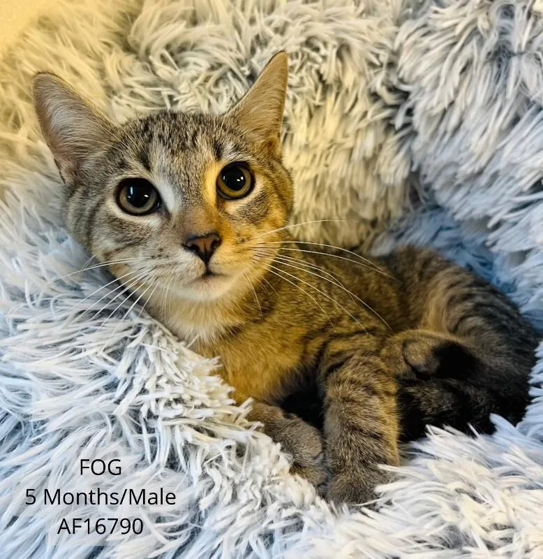 A young medium-sized male Tabby (Brown / Chocolate) Domestic Short Hair cat named Fog for adoption in Supply, NC