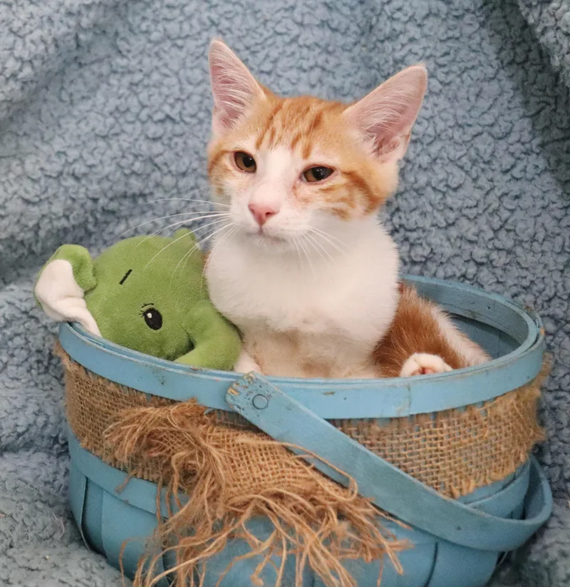 Fireball thumbnail 2