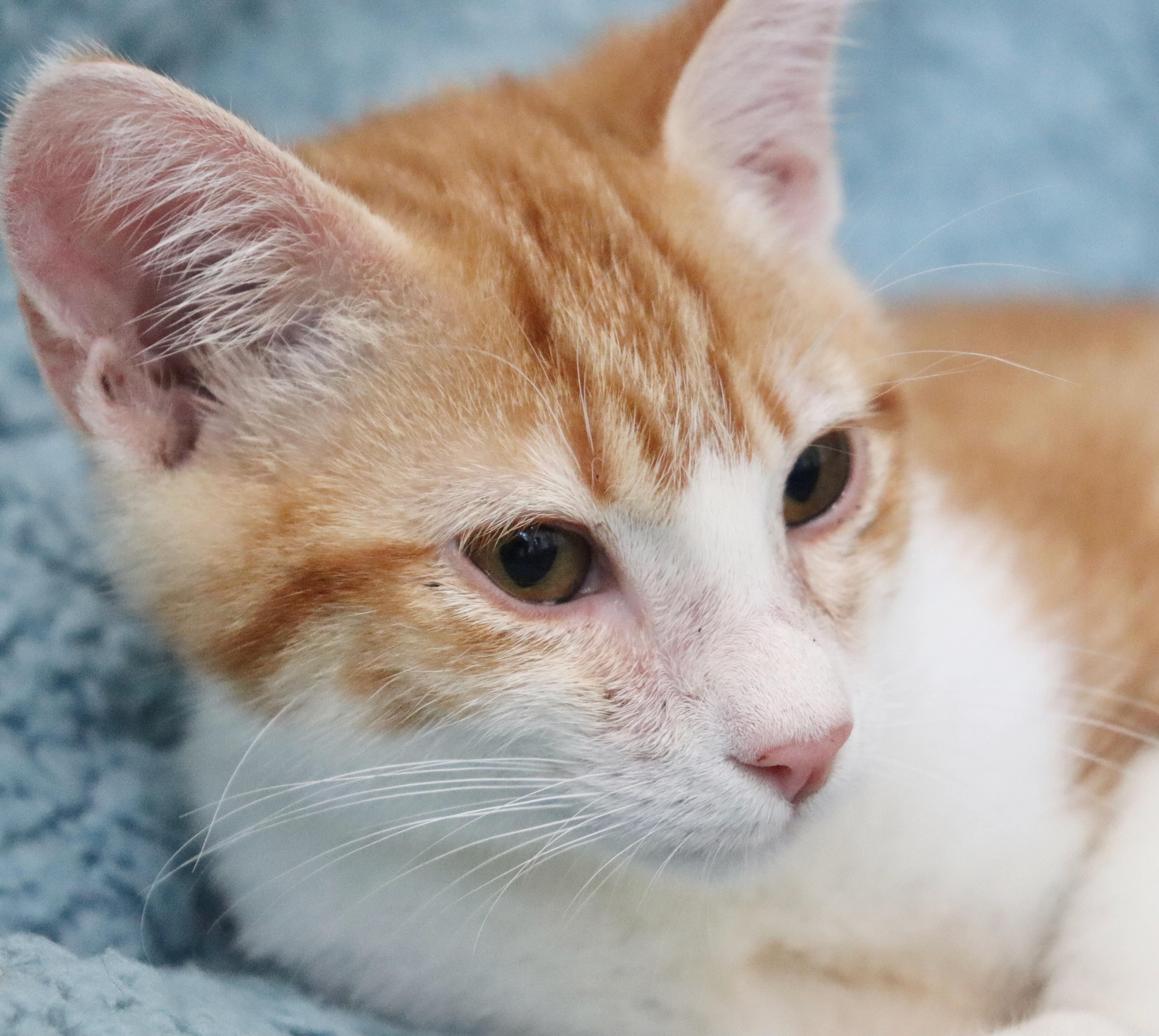 Fireball thumbnail 3