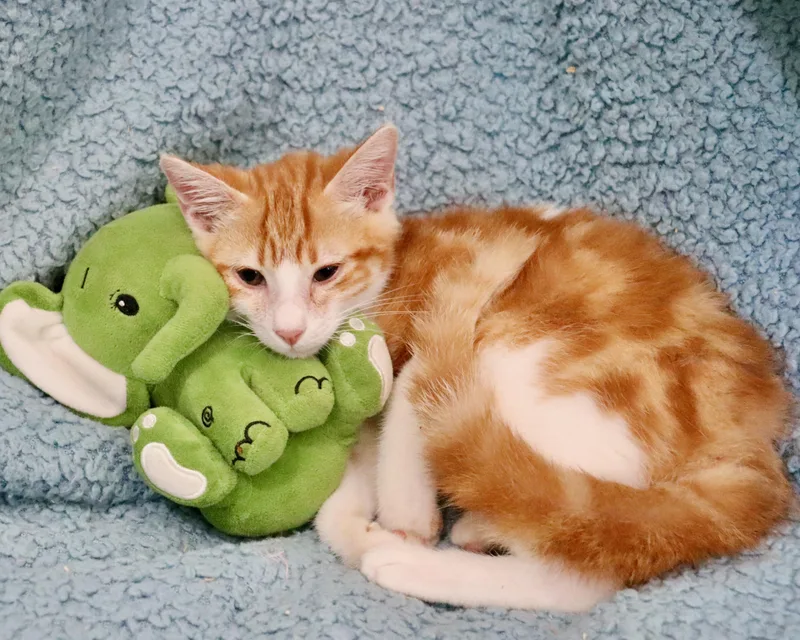 Fireball thumbnail 4