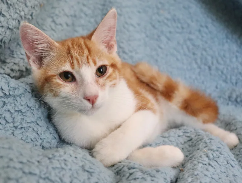 A baby medium-sized male Orange & White Turkish Van cat named Fireball for adoption in Saint Augustine, FL