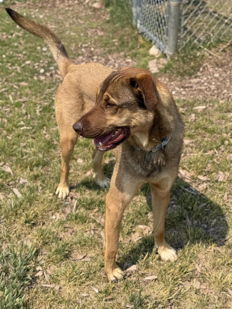 An adult large-sized male Golden Shepherd dog named Haze for adoption in Eagle, CO