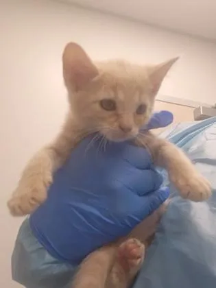 A baby small-sized female Domestic Short Hair cat named Volleyball for adoption in Roseville, CA