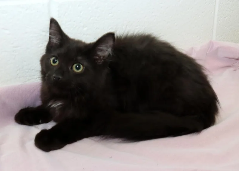 A baby medium-sized male Black Domestic Long Hair cat named Ebony for adoption in Euclid, OH