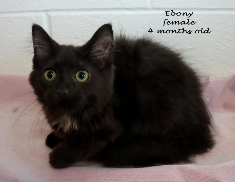 Ebony thumbnail 6