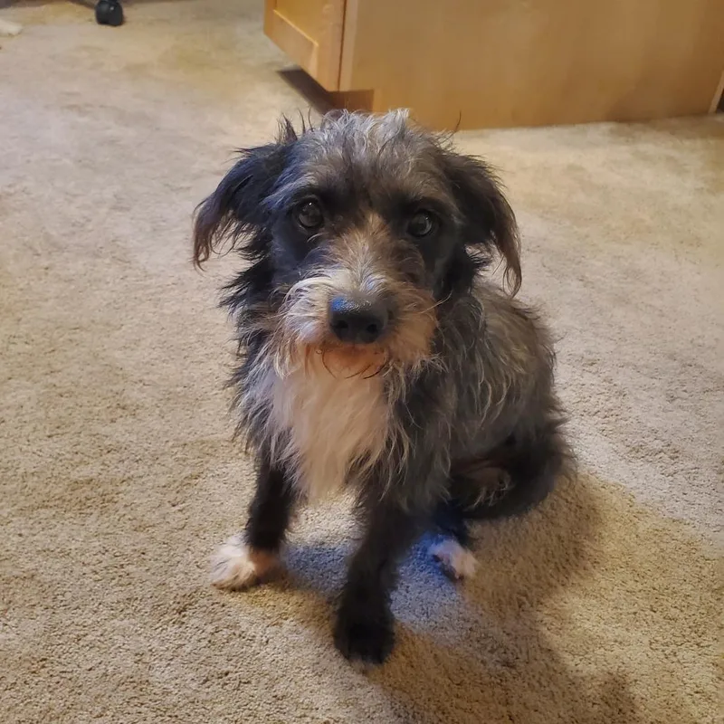 An adult small-sized female Black Terrier dog named Jillie for adoption in Santa Fe, TX