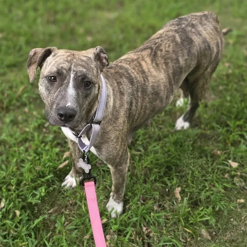 An adult medium-sized female Brindle Mixed Breed dog named Moira for adoption in Olathe, KS
