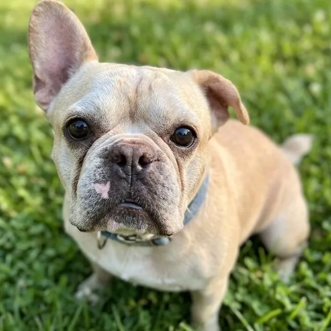 A young medium-sized male Yellow / Tan / Blond / Fawn French Bulldog dog named Teddy for adoption in Boca Raton, FL