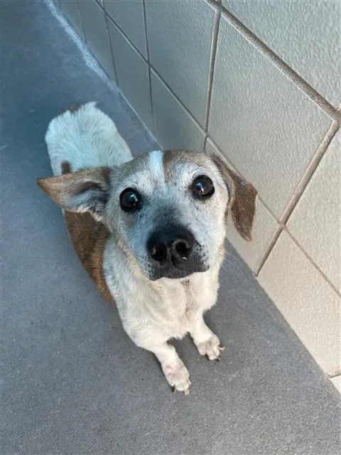 A senior small-sized male Chihuahua dog named Tank for adoption in Corpus Christi, TX
