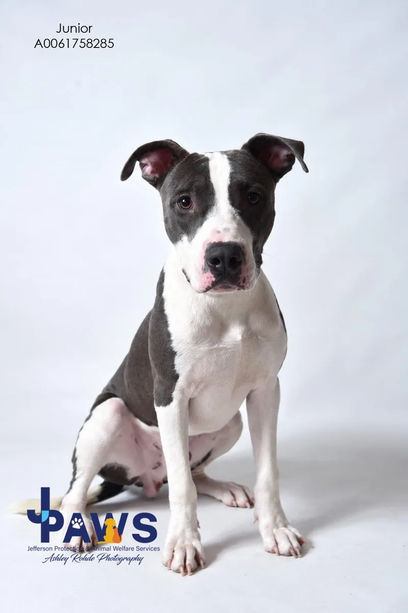 A young medium-sized male Pit Bull Terrier dog named Junior for adoption in Harvey , LA