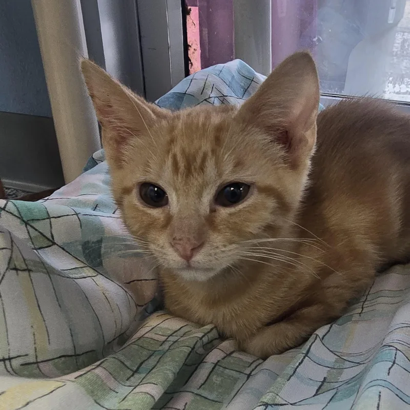 A baby medium-sized male Orange / Red Domestic Short Hair cat named Ducky for adoption in Farmington, MO