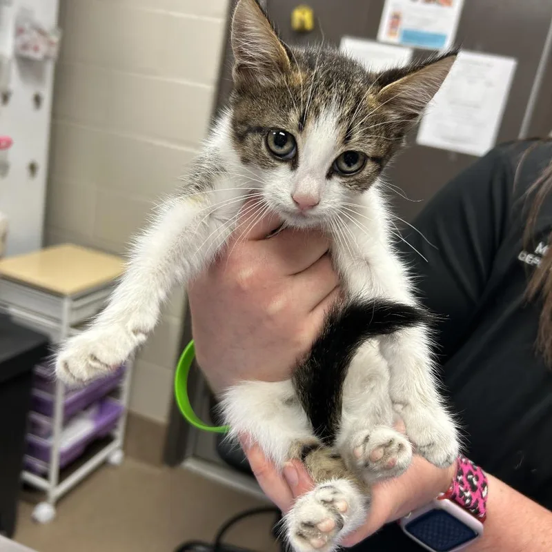 A baby small-sized female White Domestic Short Hair cat named Wonton for adoption in Hinesville, GA