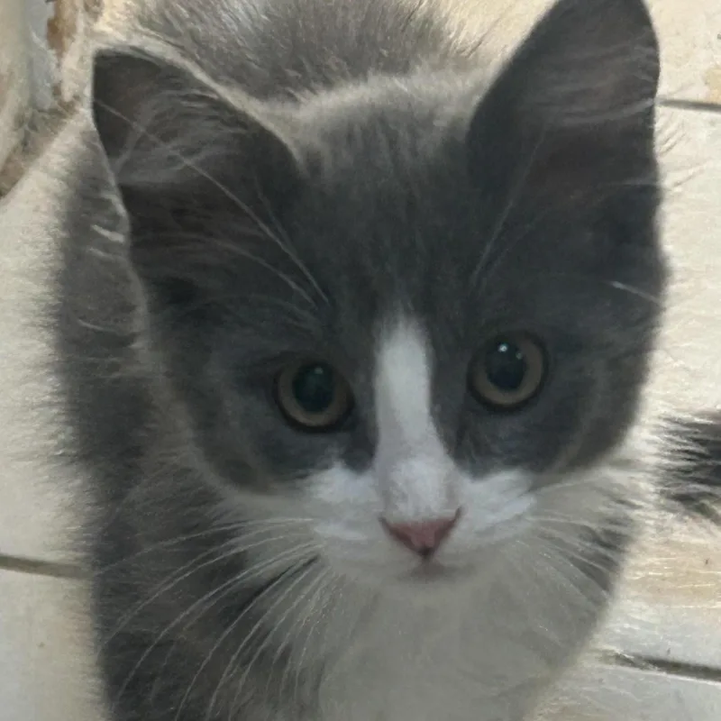 A baby medium-sized female Domestic Short Hair cat named Bazooka Joe for adoption in Springfield, MO