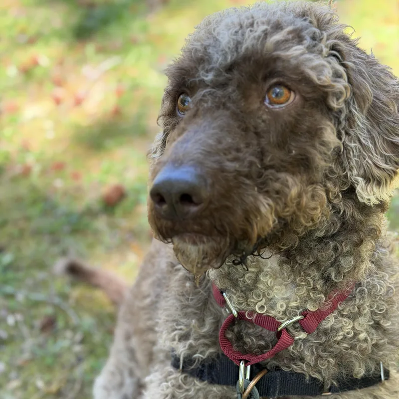 An adult medium-sized male Brown / Chocolate Mixed Breed dog named Kaine for adoption in Ocean View, NJ