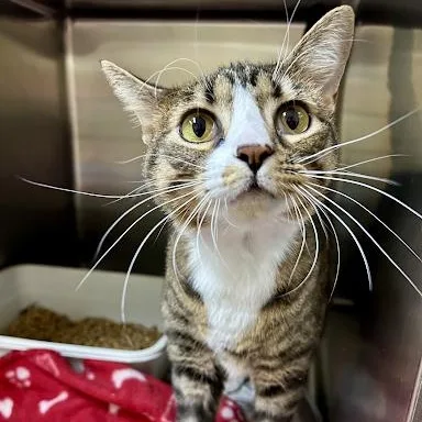 A young medium-sized female American Shorthair cat named Ocala for adoption in Danbury, CT