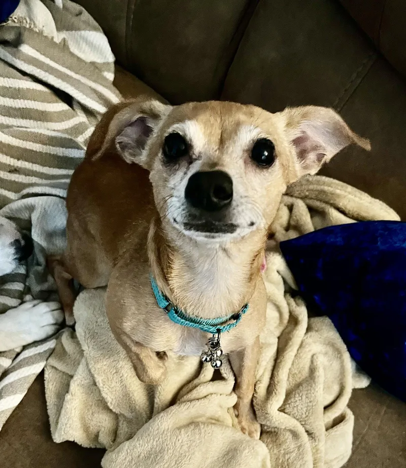 An adult small-sized female Chihuahua dog named Bubbles for adoption in Brooklyn Center, MN