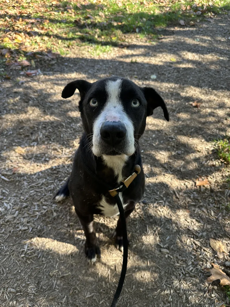 An adult medium-sized female Black Mixed Breed dog named Raven for adoption in Myerstown, PA